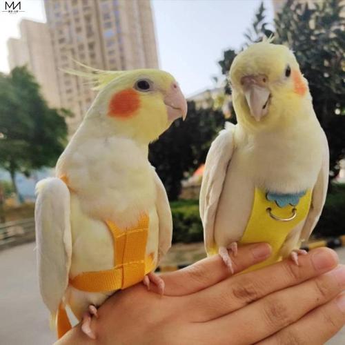 小鹦鹉鸟的屎尿兜鹦鹉小鸟衣服可爱飞行服鸟用尿不湿尿布耐咬屎兜【2