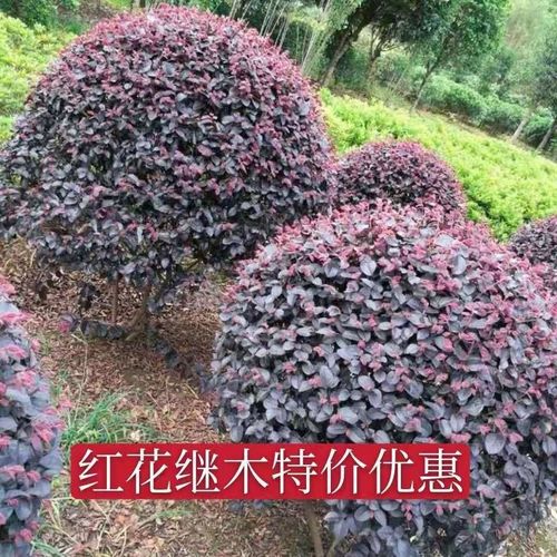 红花继木小苗活动期间特价出售精品产地直销绿化工程庭院别墅