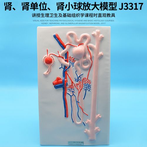 肾,肾单位,肾小球放大模型 j3317初中高中生物实验器材 中学教学仪器