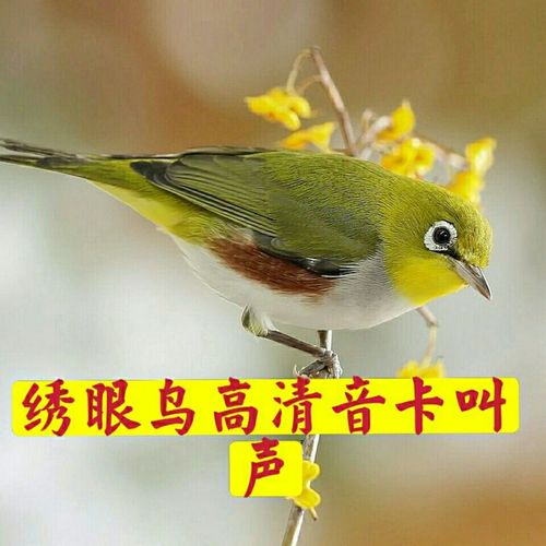 绣眼专用音卡高清鸟叫声音内存卡绣眼鸣叫公母高清纯正音