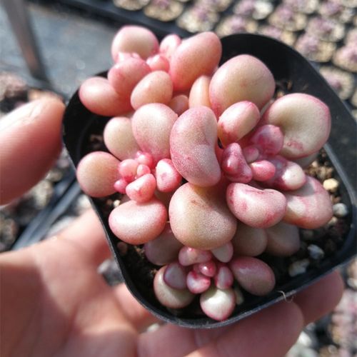 先锋派多肉植物罗旺玫瑰夫人盆栽夏梦肉肉办公桌阳台净化空气绿植