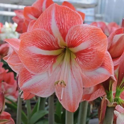 【精选】【企业店铺】荷兰进口朱顶红重瓣多年生球根植物绿植花卉盆栽