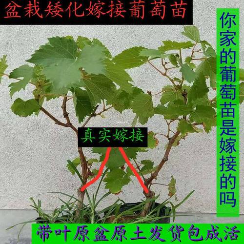 嫁接盆栽葡萄果树苗南方北方种植四季盆栽地栽当年