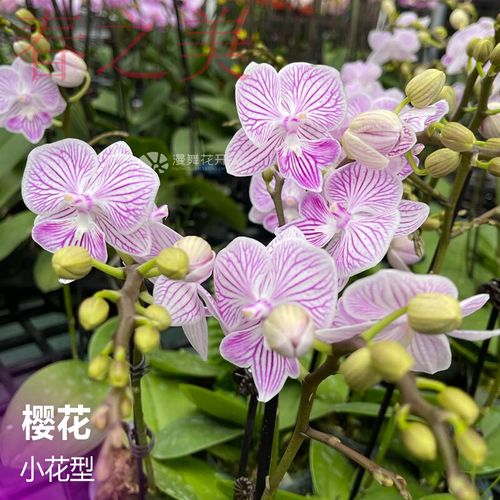 8寸杯带花剑蝴蝶兰花苗中苗办公室兰花部分品种有花苞 浅粉红色 樱花