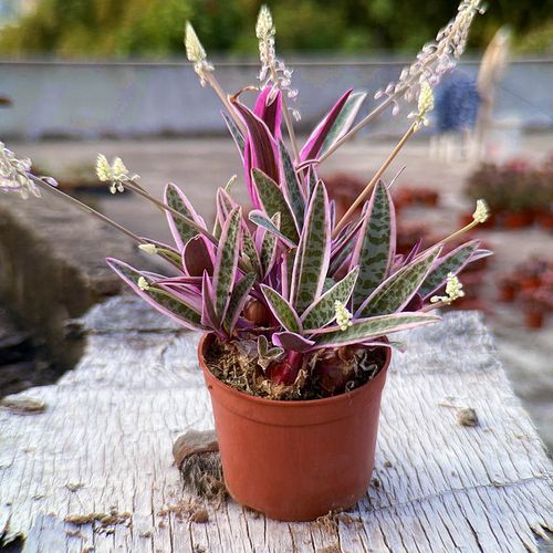 冷门稀有多肉植物油点百合锦球根肉肉盆栽花卉新手好养绿植防辐射