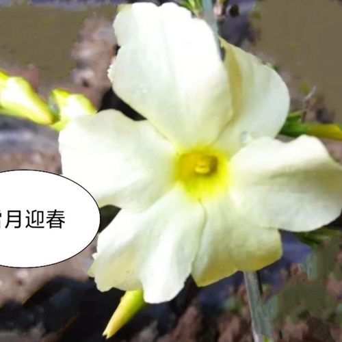 雪月迎春花又叫银百合属于甘小大花迎春开花乳白色盆景素材