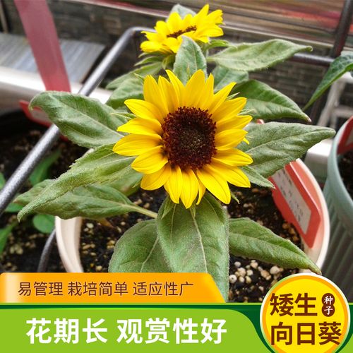 矮生向日葵种子矮杆太阳花室内盆栽室外庭院易种活四季观赏花卉孑
