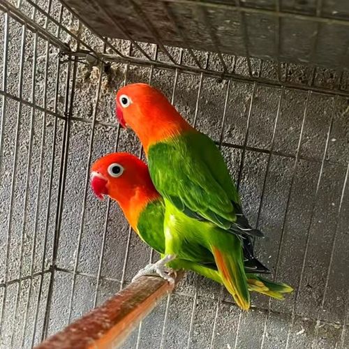 鹦鹉鸟彩色鸟活体黄桃绿桃黄金丝鹦鹉牡丹绿金丝牡丹蓝银绿银包活豪蚨