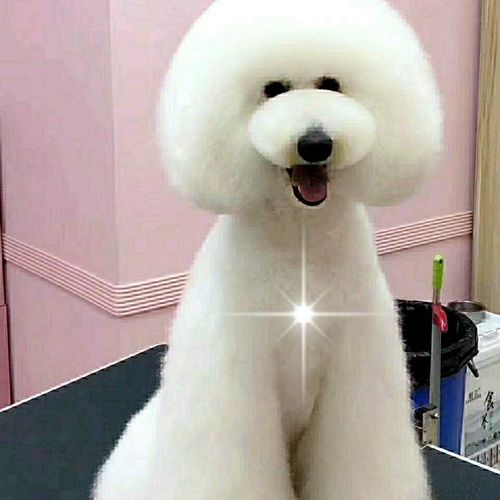 【巨贵】纯种巨贵幼犬红色香槟色灰色白色花色巨型泰迪活体大型犬【3