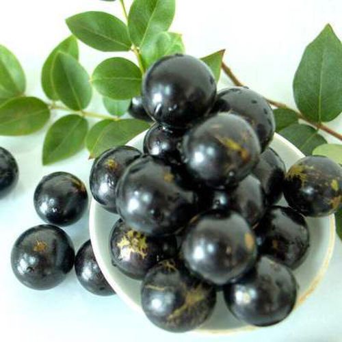 嘉宝果树嫁接苗嘉宝果南方种植树葡萄苗名贵果树果苗多宝加宝带果