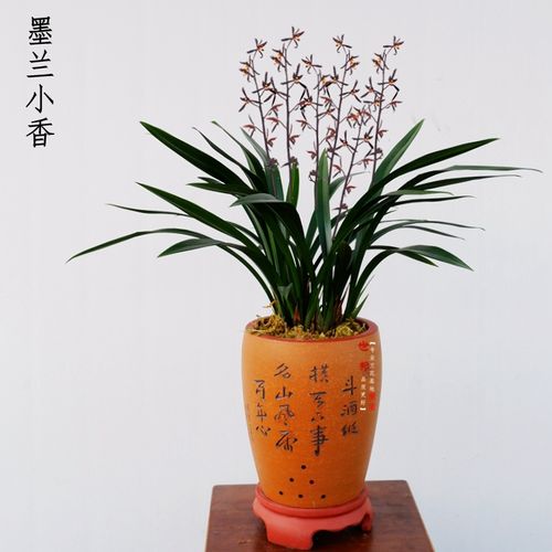 墨兰小香兰花苗客厅办公桌盆栽新年开花中矮株型花卉绿植.