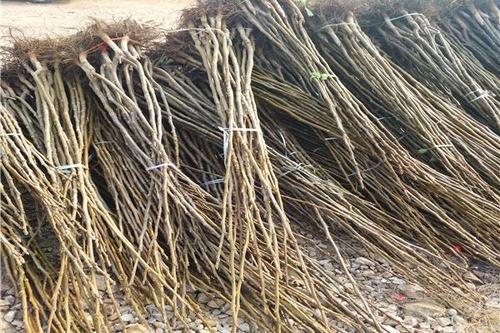 5/棵 8518核桃苗  香玲核桃苗  纸皮核桃苗