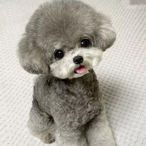 灰泰迪纯种狗狗活体宠物狗幼崽灰色泰迪幼犬小型犬贵宾犬茶杯犬 宠物