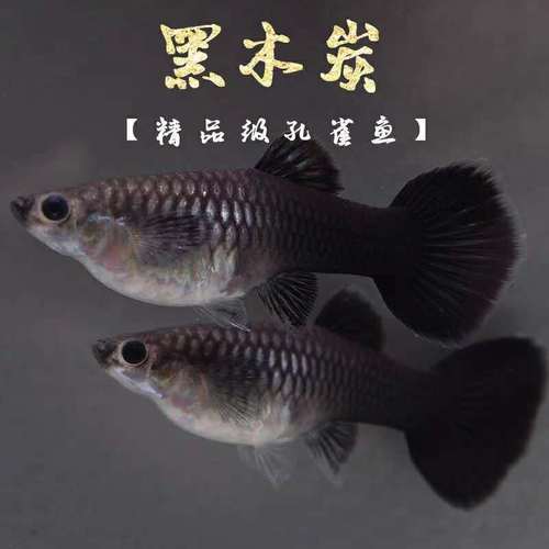 孔雀鱼木炭黑孔雀鱼黑色孔雀鱼黑孔雀鱼冰鱼孔雀鱼幼苗 木炭黑孕母(1