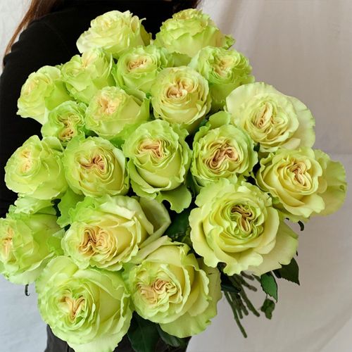 琉璃翠 切花月季 玫瑰盆栽花苗 大花耐开 多季开花 阳台庭院花卉