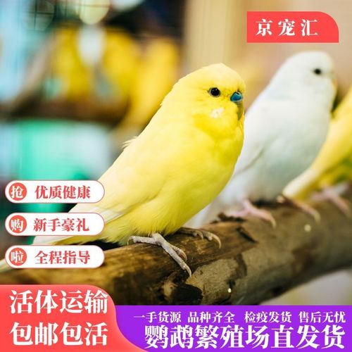 成年虎皮鹦鹉活体鸟可下蛋鸟繁殖鸟活物牡丹鹦鹉活体玄风活鸟成年鸟