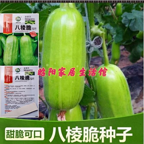 八棱脆瓜种子青龙菜瓜种籽早熟高产薄皮酥瓜籽甜瓜水果蔬菜种子孑