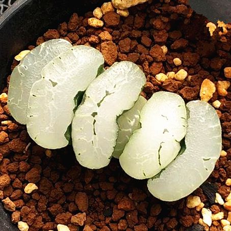 旷月玉扇瓦苇属十二卷透玉白窗面多肉植物迷你盆栽肉肉满25包邮