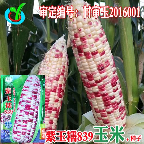 紫玉糯839玉米种子 农田菜园审定中晚熟大穗鲜食彩甜糯玉米籽