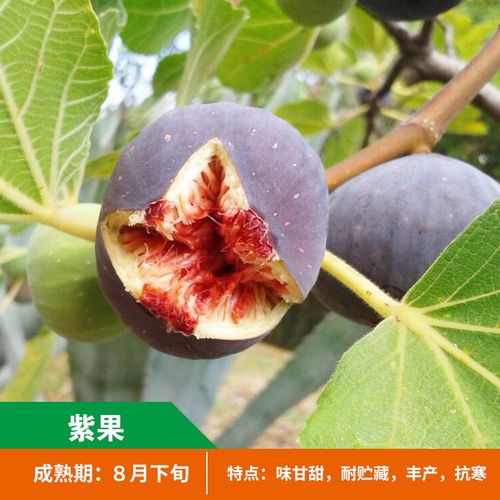 树果苗盆栽地栽带果带土特大无花果苗当年结果斯特拉波姬红无花果树苗