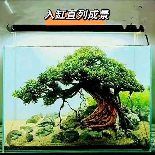 草缸懒人水草莫斯树水榕鱼缸造景巴西树迎客松骨架慕斯树树脂沉木