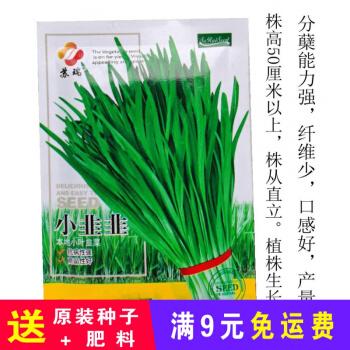 小叶香韭菜种子阳台盆栽种孑四季农家蔬菜种籽高产小韭菜籽种大全 小