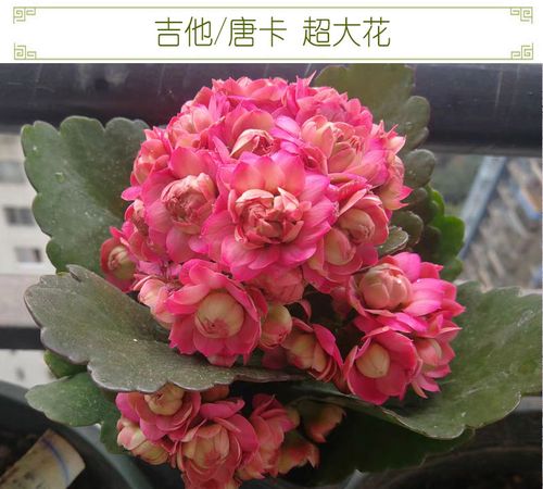 吉他唐卡长寿花盆栽重瓣大花稀有极品带花苞四季开花室内吸甲醛