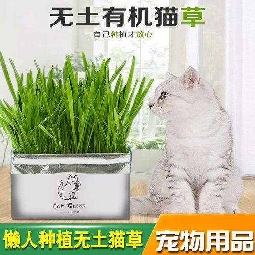 无土有机猫草 清洁口腔去毛球猫草栽培套装 猫用品