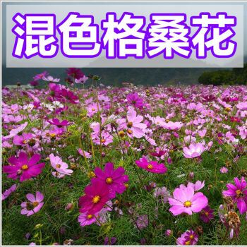 简雪耐寒多年矮生野花组合四季易种庭院室外 七彩格桑花1000粒 2包肥