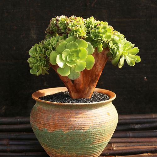 韶修缀化大老桩法师多肉植物盆栽绿植老板子法师系列办公室阳台