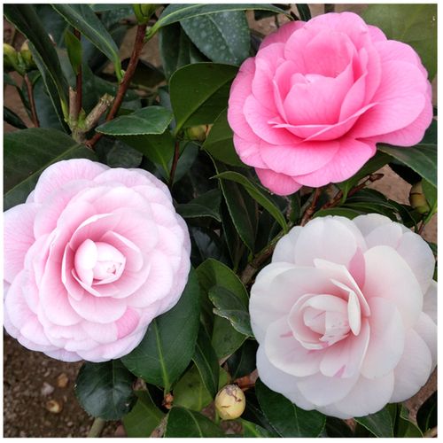 七仙女茶花树苗一树多色盆栽品种茶花福建名贵绿植