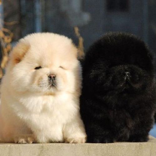 混血松狮犬活体奶白色黑色松狮大型犬肉嘴松狮幼犬活体宠物狗狗【3月