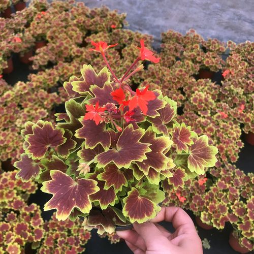 枫叶天竺葵百年温哥华观花观叶花苗盆栽庭院阳台花卉四季开花植物