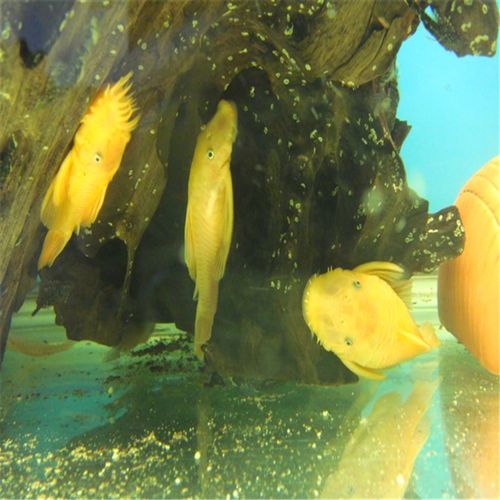 清道夫鱼吃垃圾鱼底沉鱼工作鱼珍珠鼠鱼底栖淡水鱼青苔鼠小型热带鱼