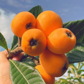 【大果枇杷】四川甜枇杷五星枇杷大果新鲜5斤大枇杷孕妇水果批发 小果