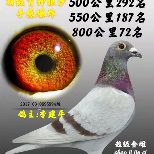 种鸽血统鸽子成绩鸽子出售