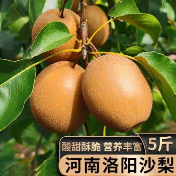 【现货】金珠沙梨王 河南洛阳金珠果沙梨王砂梨子新鲜水果小黄梨整箱