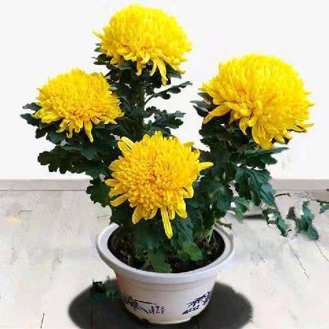 菊花盆栽菊花苗盆景绿植花卉阳台庭院室外四季开花包邮净化空气