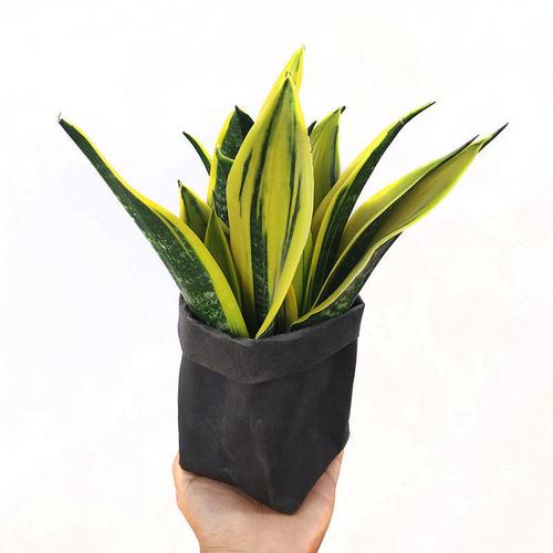 黄金兰虎皮兰名贵花卉盆栽室内吸甲醛植物新房好养大金色创奇花卉