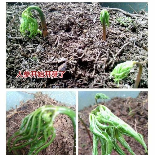 人参苗【10苗 10种子】长白山人参 鲜人参 人参盆栽种子 东北特产