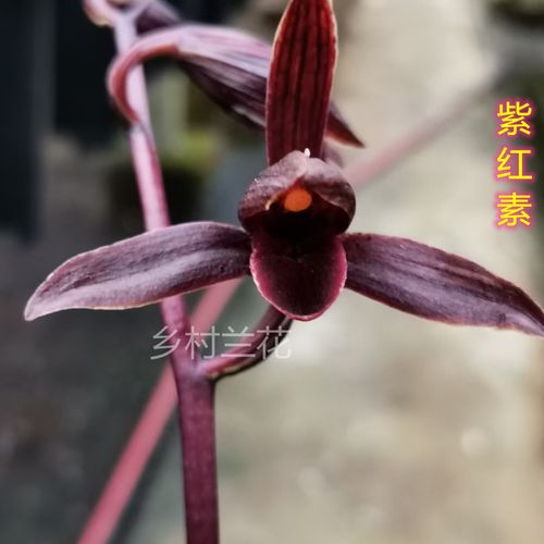 【大理黑花】墨兰紫红素  经典紫黑素花铭品