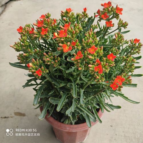长寿花2022年宵花卉大盆绿植花卉新款稀有鹿角长寿花大盆栽带花苞