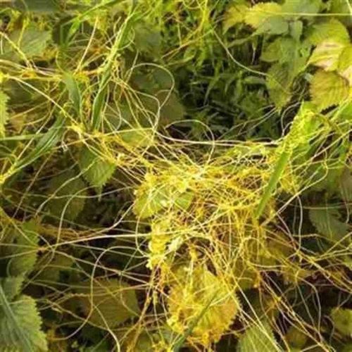 新采菟丝子种子 大豆寄生 无根草 黄丝 黄鳝藤 固胎止泄功能 种籽 约