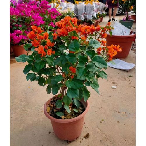 橙色稀有品种三角梅 高约60厘米 含盆