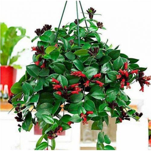 口红吊兰垂吊植物室内客厅盆栽花卉绿植四季开花阳台庭院垂吊植物
