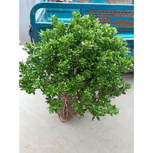 海桐苗海桐树苗海桐球四季青气味芳香驱蚊虫绿植物围墙绿篱笆花园