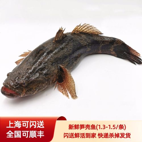 新鲜呆子鱼 活笋壳鱼 塘鳢鱼 土步鱼 虎头鱼小河鱼孬子鱼宝宝食1.3-1.