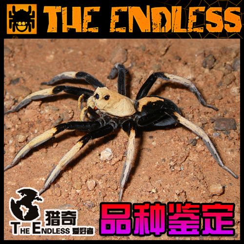 【te猎奇】户外野外 跳蛛蜘蛛 昆虫爬虫 品种鉴定到属  知识学习