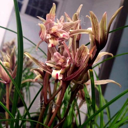 莲瓣兰花苗   兰坪牡丹  冬春浓香花苞花卉花盆景盆栽绿植物好养