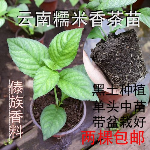 糯米香茶苗糯米香叶植物泡茶食用型浓香型香草植物可